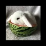 Cute Bunny Rabbit Eats Watermelon  #Shorts #Animals