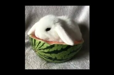 Cute Bunny Rabbit Eats Watermelon  #Shorts #Animals