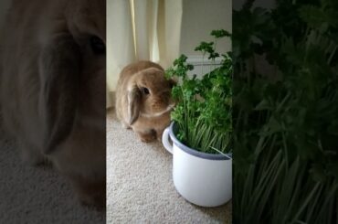Cute rabbit eats parsley