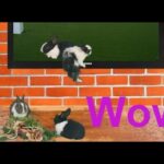 Funny and Cute Baby Bunny Rabbit Video - Bunny jumps from TV (2021)