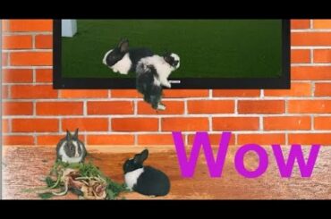Funny and Cute Baby Bunny Rabbit Video - Bunny jumps from TV (2021)