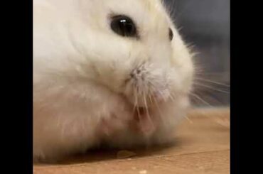 Bolne wala khargoshh! Cute animals | cute rabbit