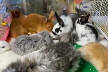 Cute Rabbit and Dog - Cute Rabbit, Lovely Baby#16