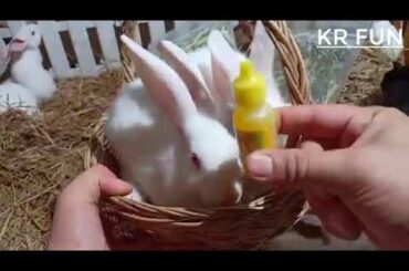 cute rabbit baby #Rabbit Farming | Cute Baby