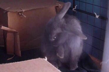CUTE BUNNY PLAYTIME-BINKY CRAZY