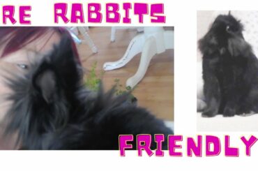 cute bunny just wants love all the time