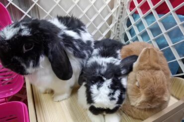 Cute Bunny and Rabbit Video No 12 - Cute Rabbits and Bunnies