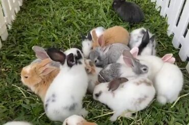 Cute Baby Rabbit Eating | cute rabbit videos