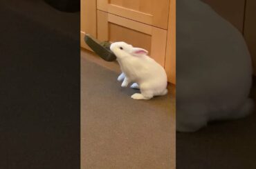 Cute Bunny Rabbit Teddy Plays With Flip Flop Sandal #Shorts