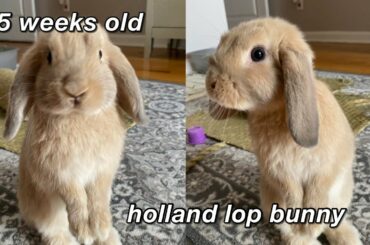 Baby Bunny Morning Routine!