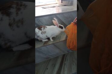 My Rabbit is too hungry | Pet Rabbit | Cute Rabbit