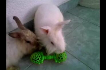 My CUTE Rabbit bunneh!