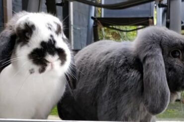 Bunny Bunny Bunnies! | Cute Bunny Rabbits | Funny Baby Bunny Rabbits