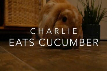 Cute Bunny eats cucumber