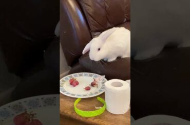 Cute Bunny Rabbit Teddy Steals a Grape #Shorts