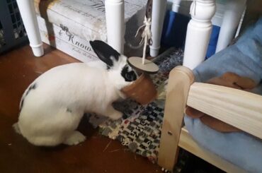 Olive Plays With Her New Toy | Cute Rabbit Video