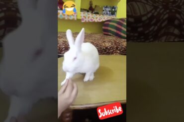 Cute rabbit funny talking #shots #youtubeshots