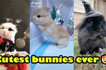 Funny and Cute Baby Bunny Rabbit Videos - Baby Animal Video Compilation #1
