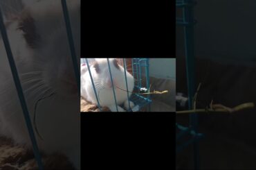 My Rabbit is Sleeping | Pet Rabbit | Cute Rabbit