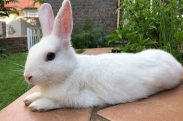 Cute bunny saying hi to the camera