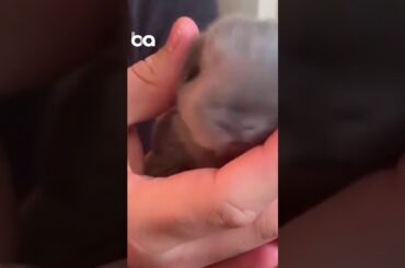 cute rabbit