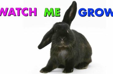 How fast does a bunny grow? How fast do baby rabbits grow? (1 to 28 days) Cute baby rabbits growing