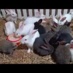 cute rabbit videos #rabbit farming