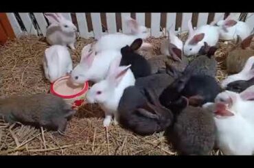 cute rabbit videos #rabbit farming