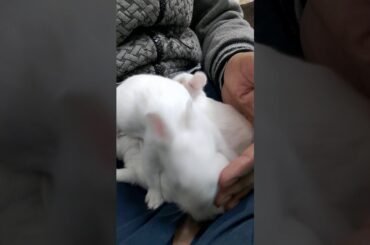 Day 11 Dhumpu's Baby Bunny Growth / Rabbit kitten Growth / Cute Bunny Compilation / Beautiful Rabbit