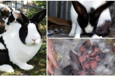 Rabbit Gives Birth to Cute Babies