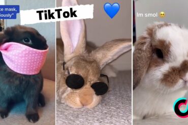 Funny and Cute Bunny Rabbit Videos