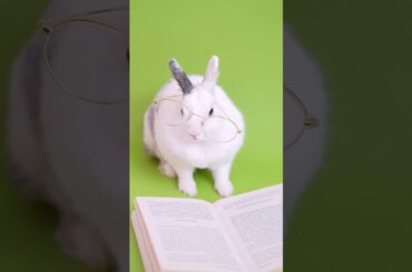 Funny Animal Video | Cute Bunny Rabbit Reading A Book | Free HD Shorts Video #2 In HD