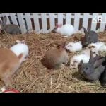cute rabbit baby | Rabbit Baby