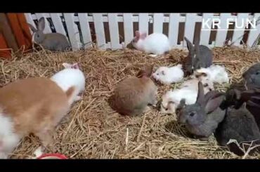 cute rabbit baby | Rabbit Baby