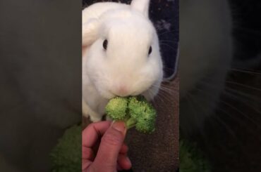 Teddy The Cute Bunny Rabbit Eating Raw Broccoli #Shorts