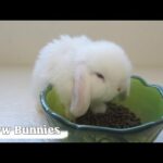 My little cute bunny rabbits eating time