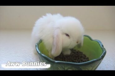 My little cute bunny rabbits eating time