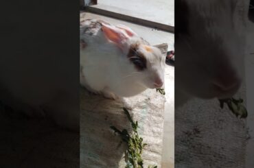 My Rabbit is Enjoying Sunlight | Cute Rabbit | Indian Rabbit