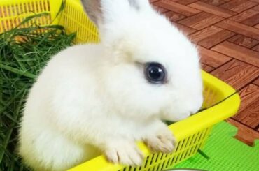 Little Rabbits Playing | Little Cute Bunnies | Baby Bunny 2021