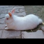 cute  rabbit  // rabbit  playing