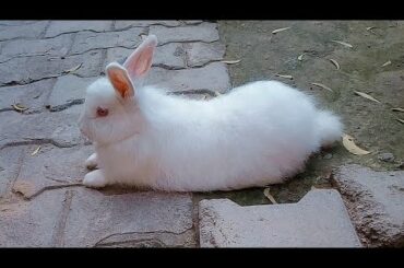 cute  rabbit  // rabbit  playing