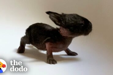 This Is The Tiniest Baby Bunny In The World | The Dodo Little But Fierce