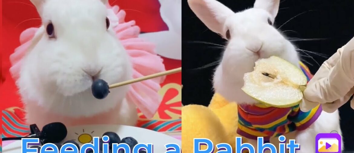 Rabbit Asmr  Cute Rabbit  - Rabbit eating an apple Official Video