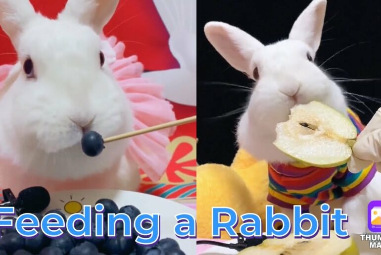 Rabbit Asmr  Cute Rabbit  - Rabbit eating an apple Official Video