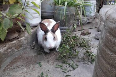 Cute Rabbit Playing with Plants