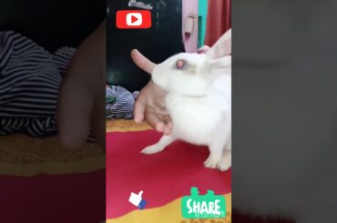 I like your hand!!! cute rabbit #shots #youtubeshots