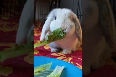 Cute Bunny Having a Snack