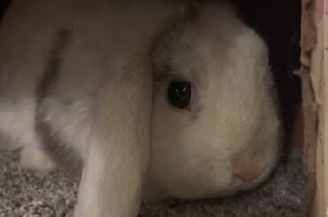 Cute Bunny Hiding