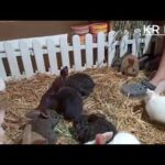 cute rabbit videos by rabbit farming