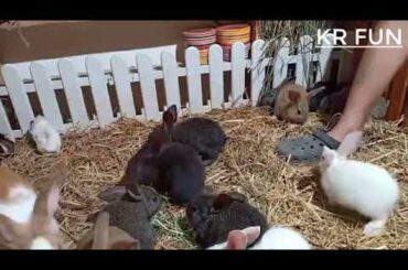 cute rabbit videos by rabbit farming